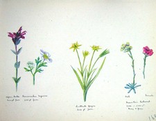 Original Old Vintage Print Townsend Wild Flowers 1929 Mountain Cudweed Alpine