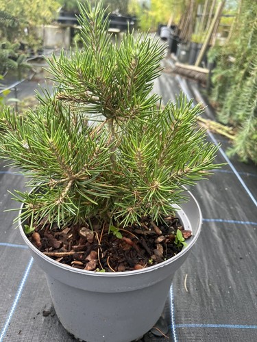 Pinyon pine fancy - pine, 'fancy