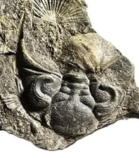 British Dalmanitidae TRILOBITE  Bessazoon tenuimucron SILURIAN Llandovery Series