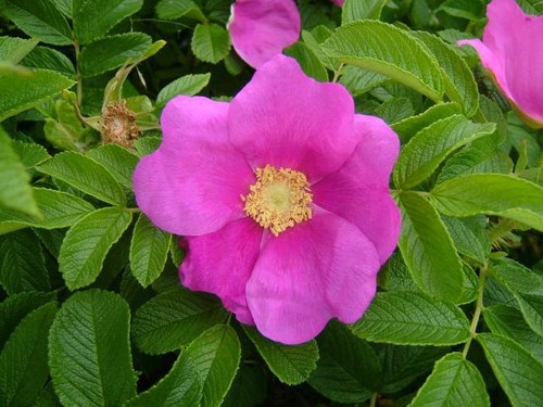 Wild dog rose - wild{dog}rose*rosa, rugosa*
