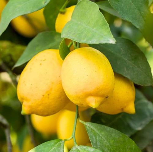 Live meyer lemon - lemon, 1
