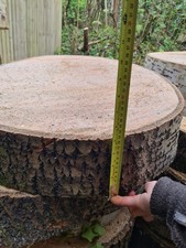 1 large white popular tree