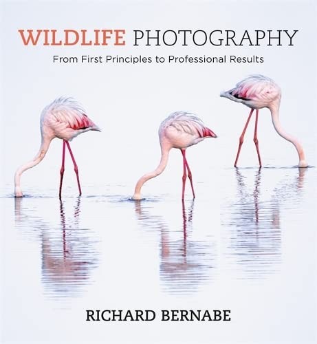 Wildlife photography - wildlife,