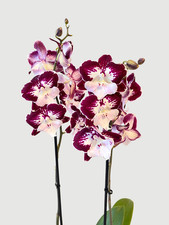 Large Flowering Orchid -