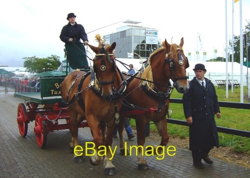 Photo 6x4 heavy horse - horse, turnout