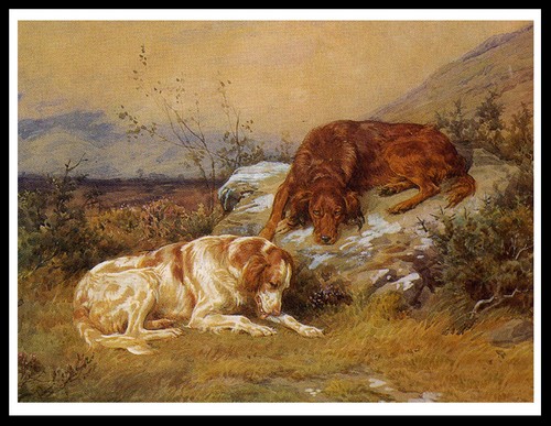 Irish setter dogs lovely dog - setter,