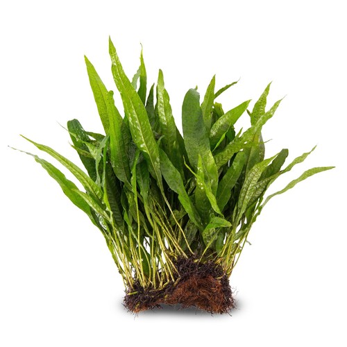 Java fern microsorum pteropus - java,