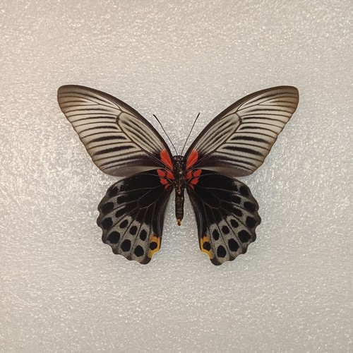 Great mormon butterfly - mormon,