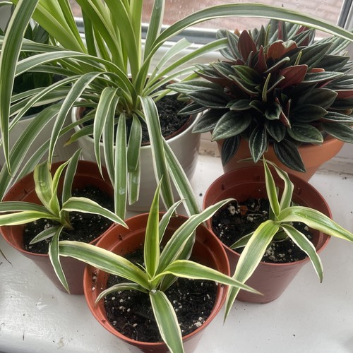 Spider plant easy care - spider,