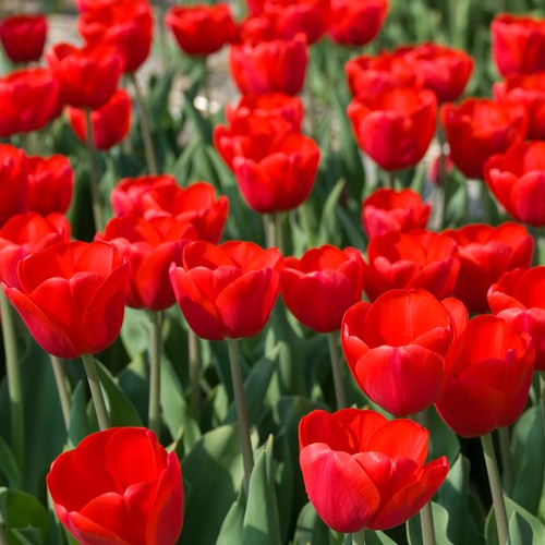 Tulip triumph red - 'triumph, x40