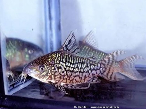 Brochis geryi rare bolivian - geryi,
