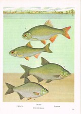 Rudd Roach Bream Silver Fish Print Picture Vintage 1985 IBOV#97