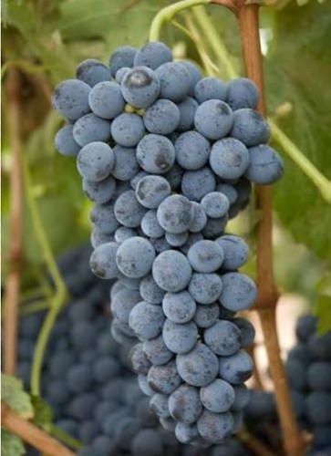 Red grape vine plant - grape, vitis