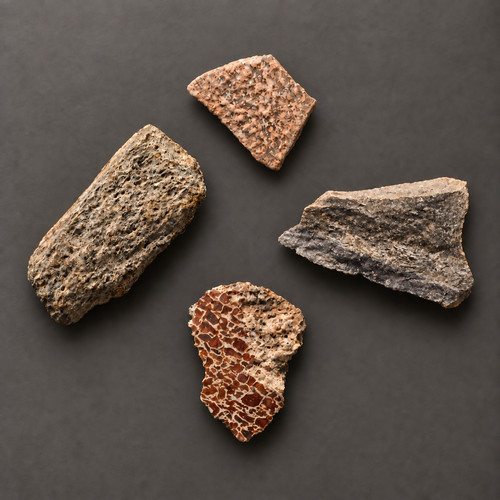 Dinosaur fossil starter - fossil,