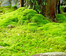 1100x Irish Moss Seeds – Sagina Subulata - Soft Dense Perennial Lawn Cover