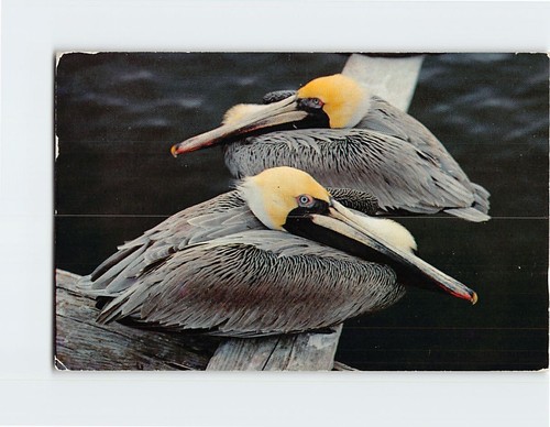 Postcard pelican birds - pelican,