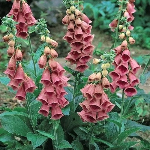 Foxglove plug plants 3 - plug,