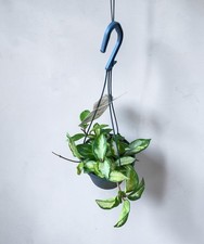 Hoya Carnosa Tricolor |