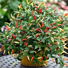 **NEW FRESH SEEDS** Basket of Fire Chilli Chili Chile Hot Pepper Seeds