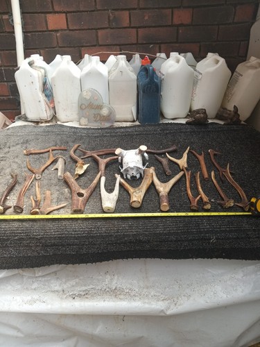 Antlers roe deer - antlers,
