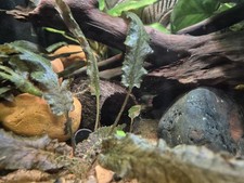 A Coconut Pleco Cave Is A