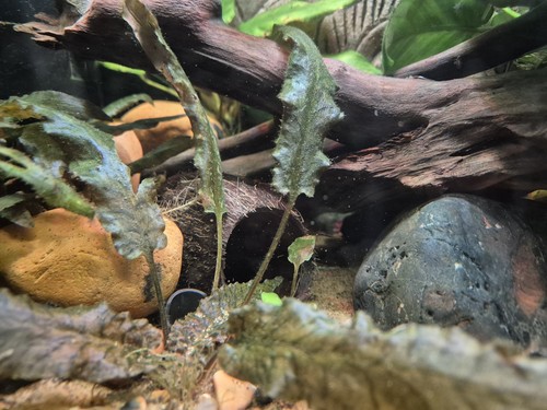 Coconut pleco cave - is, a