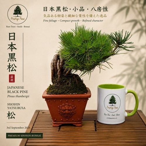 Pinus thunbergii japanese - thunbergii,