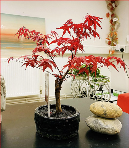 Japanese maple bonsai - bonsai, tree