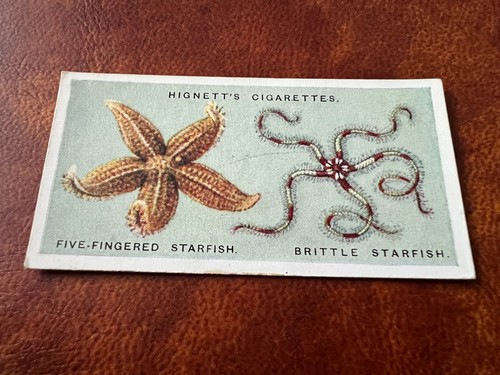 Hignett bros common - bros,