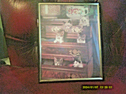 Cats drawers print framed - drawers,