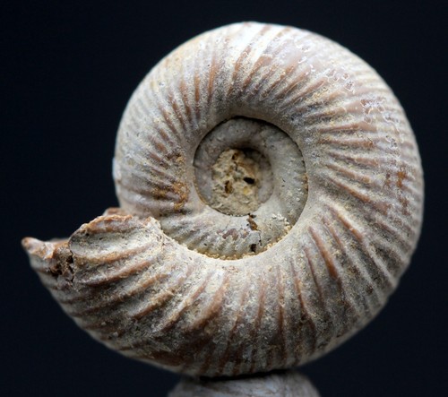 Ammonite fossil specimen - fossil, whole