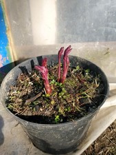 Molly the Witch Peony/ Paeonia