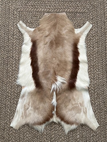 New genuine natural - new, springbok