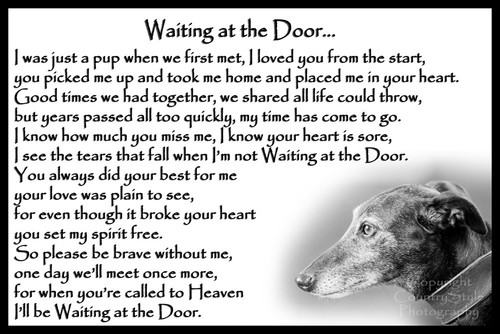 Greyhound lurcher whippet - whippet, pet