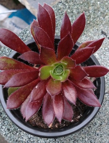 Aeonium firecracker - aeonium, 'firecracker'
