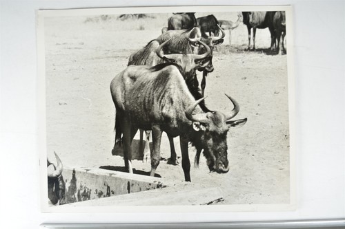 Wildebeest kruger national - wildebeest,