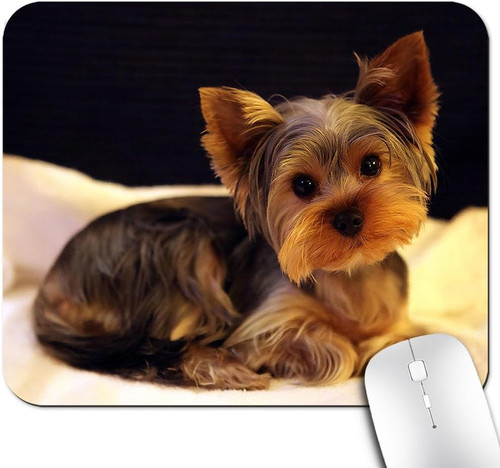 Yorkie sad yorkshire terrier - yorkie,
