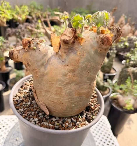 13cm cyphostemma uter - 13cm,