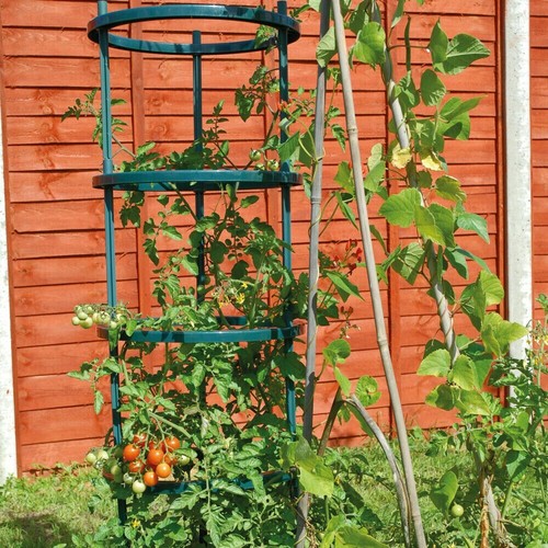 Garden climbing tomato - climbing,