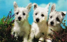 Postcard west highland terrier - west,