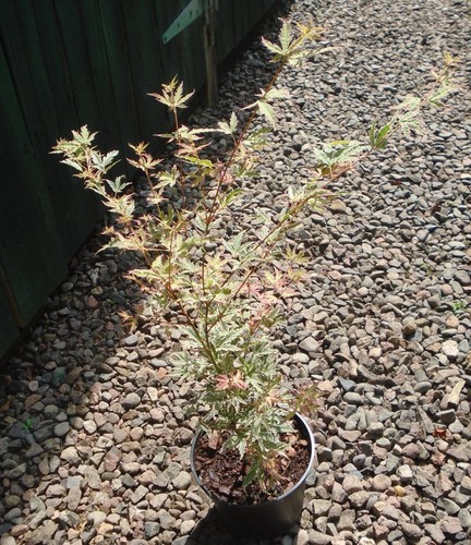 Acer palmatum - acer,