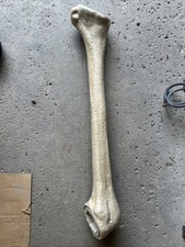 Home Depot 12ft Skeleton