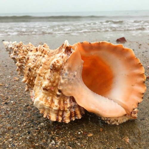 Natural conch shell fish - natural,