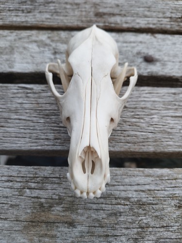Taxidermy coyote skull - taxidermy, real