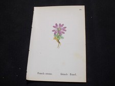 1867 Antique ALPINE FLOWER