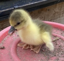 Magnetic Fertility/Gender Checker 4 All🐥Chicken Hatching Eggs & All Birds 💯1