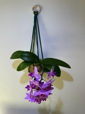 Unique Phalaenopsis Orchid