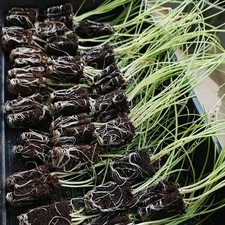 White Onion Plug Plants "Grow Your Own" ready to sow now  select amount you want