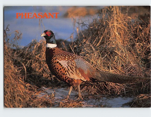 Postcard pheasant - postcard,
