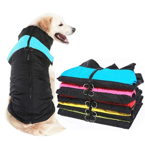 Winter pet dog - dog, coat